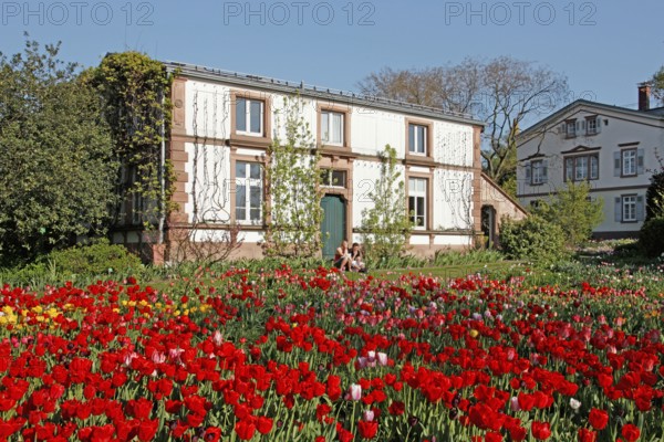 Tulip bed, Hermannshof show and viewing garden, Weinheim, Baden-Württemberg, Germany, Europe