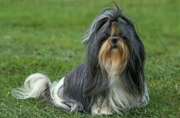 Shi Tzu dog sitting on grass