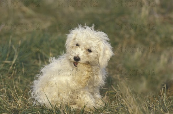 Bichon Frise dog, adult bites paw