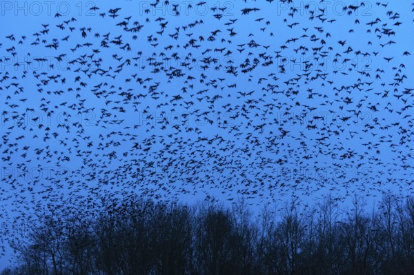Rooks (Corvus frugilegus) , Swarm of crows, Lower Saxony, Germany, Europe