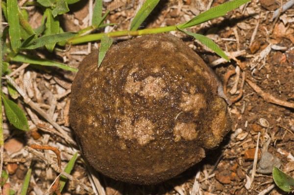 Bushveld Rainfrog, Hidden Valley, KwaZulu-Natal, South Africa (Breviceps adspersus)