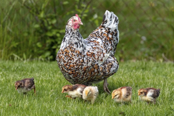 Domestic fowl (Gallus gallus domesticus), Swedish flower hen, hen with chicks in a meadow,