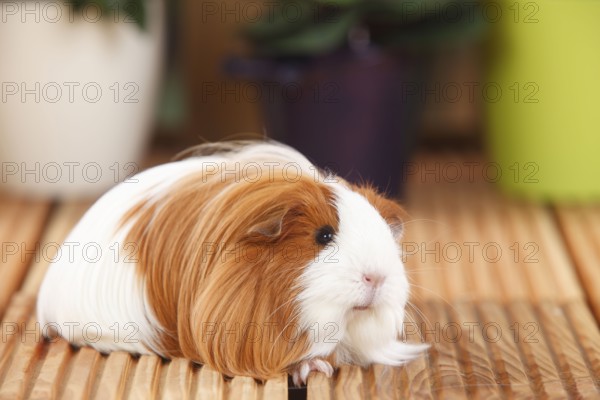 Sheltie guinea pig, red and white