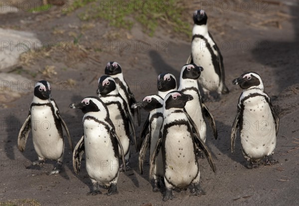 Jackass Penguin or African Penguin (spheniscus demersus), Group of Adults, Colony at Betty's Bay in