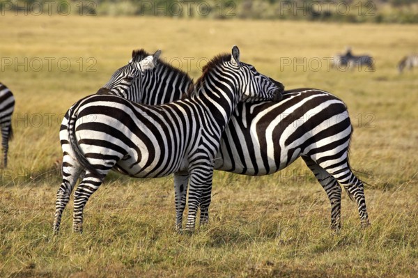 BURCHELL'S ZEBRA (equus burchelli), PAIR GROOMING, MASAI MARA PARK IN KENYA