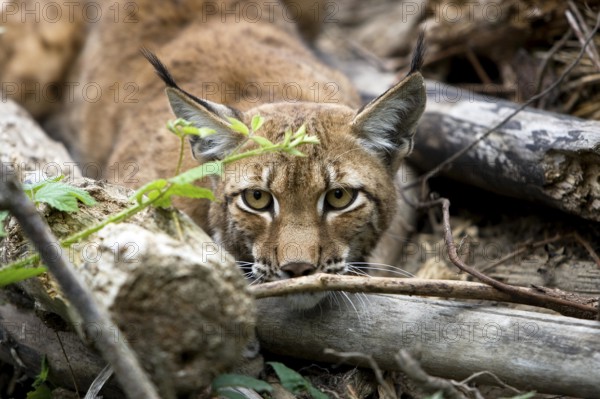 Siberian Lynx (lynx lynx wrangeli)