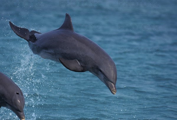 Bottlenose Dolphin (tursiops truncatus), Adult Leaping, Honduras, Central America