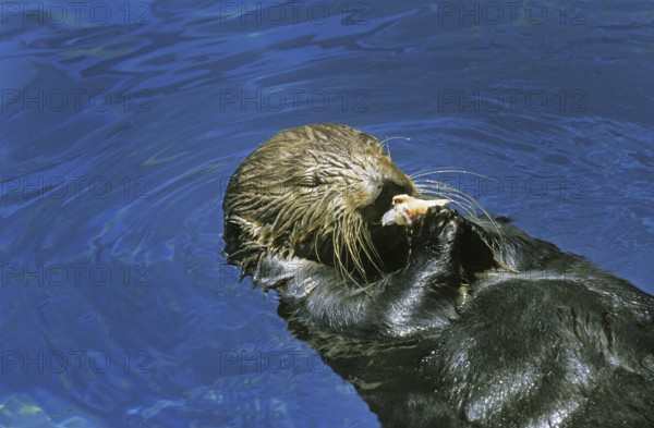 Sea Otter (enhydra lutris), Adult standing on Back, Eating Fish
