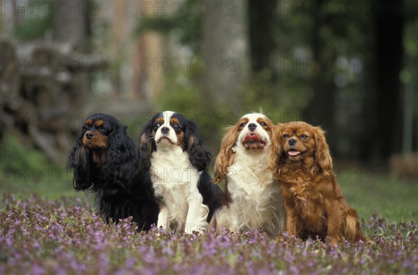 Cavalier King Charles Spaniel, Adults standing on Flowers