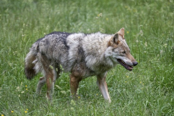 Grey gray wolf (Canis lupus) roaming through the meadow, Wildpark Mautern, Styria, Austria, Europe