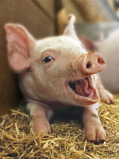 Piggy laughs happily into the camera, Piglet, Pig, Funny, Laugh, Happy
