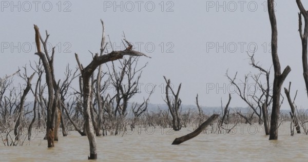 Baringo Lake Landscape Showing the Rise of the Waters with Dead Trees, Kenya, Africa