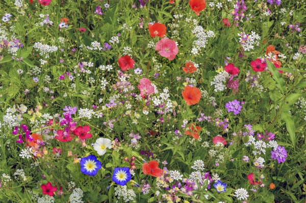 Summer meadow with California poppy (Eschscholzia californica), corydalis (Iberis umbellata) and