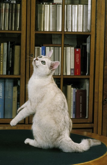 Burmilla Domestic Cat, Adult sitting near Bookshelf