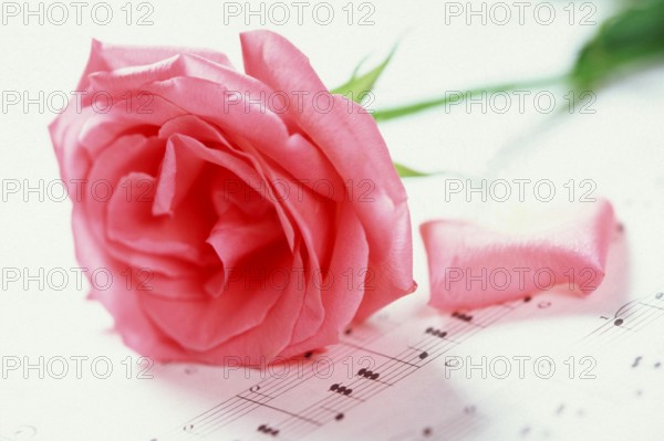 Rose blossom on sheet music