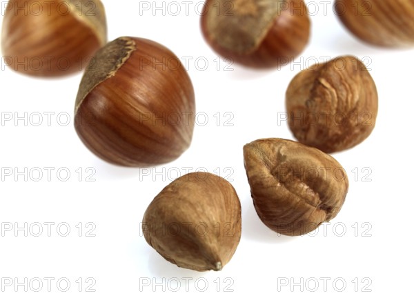 Hazelnut, Common Hazel (corylus avellana), Birch family, Hazelnuts against white background