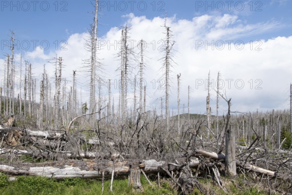Spruce monoculture, standing and lying dead spruces after bark beetle infestation at the Brocken,