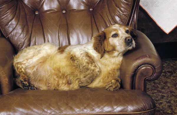 Brittany Spaniel Female, Obese Dog