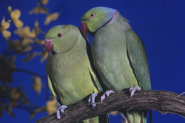 Rose Ringed Parakeet (psittacula krameri), Pair standing on Branch