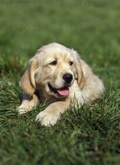 Golden Retriever, Pup laying on Grass
