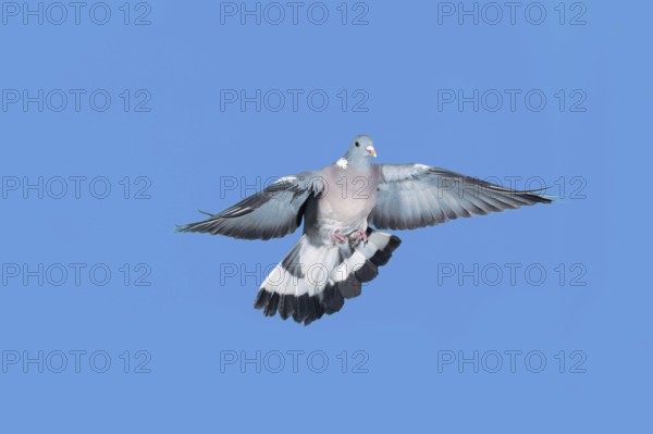 Wood Pigeon (columba palumbus), Adult in Flight against Blue Sky