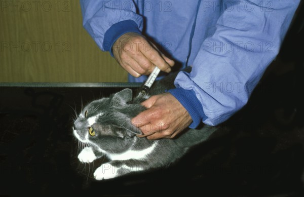 Domestic Cat and Veterinary doing Vaccination