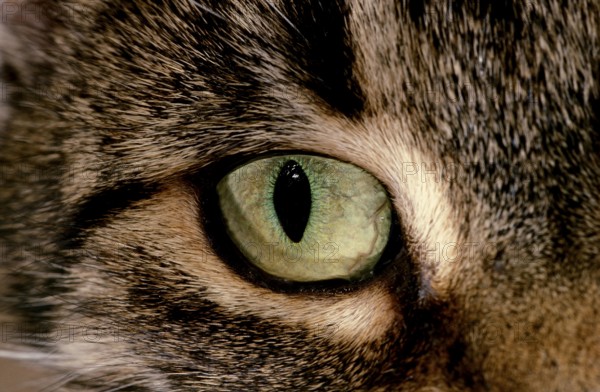 Domestic Cat, Close up of Eye