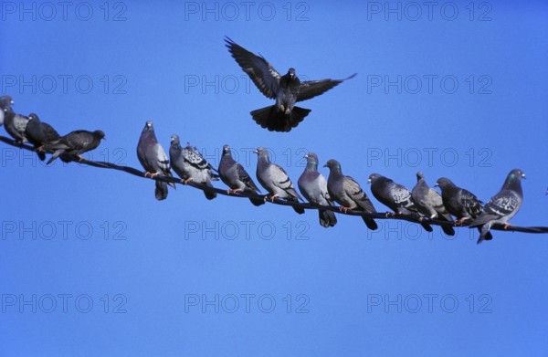 Pigeons (columba livia)