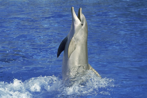 BOTTLENOSE DOLPHIN (tursiops truncatus), ADULT PLAYING OUT OF WATER, HONDURAS
