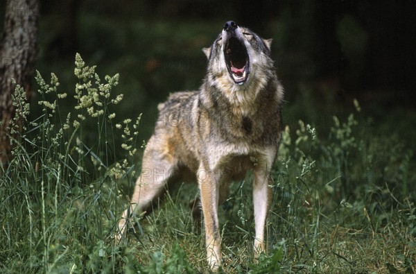 EUROPEAN WOLF (canis lupus), ADULT HOWLING