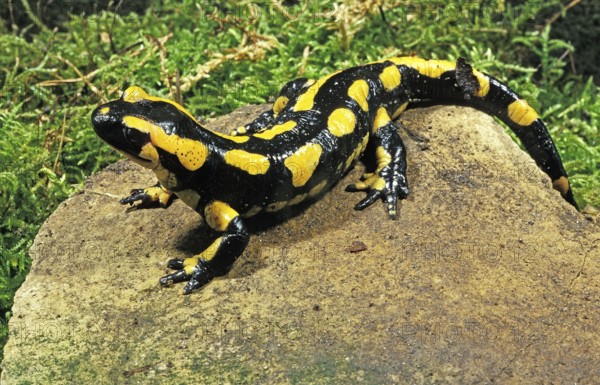 Fire Salamander (salamandra salamandra), Adult standing on Stone