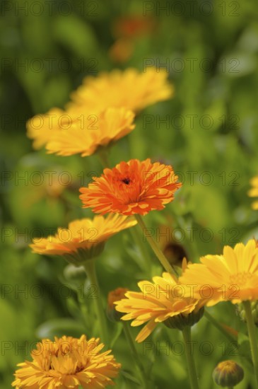Marigold in the Garden, marigolds (Calendula officinalis)