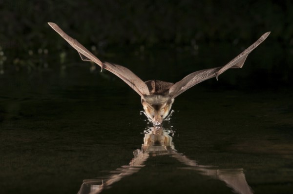 Pallid bat (Antrozous pallidus), Green Valley, Arizona, USA, found from western Canada to central