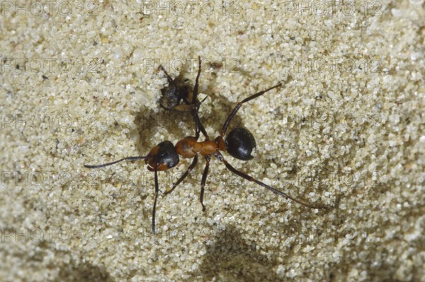 Ant lion, lion attacks ant (Myrmeleon obscurus) (Morter obscurus)