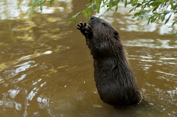 European beaver (Castor fiber), Rosenheim, Bavaria, Germany, Europe