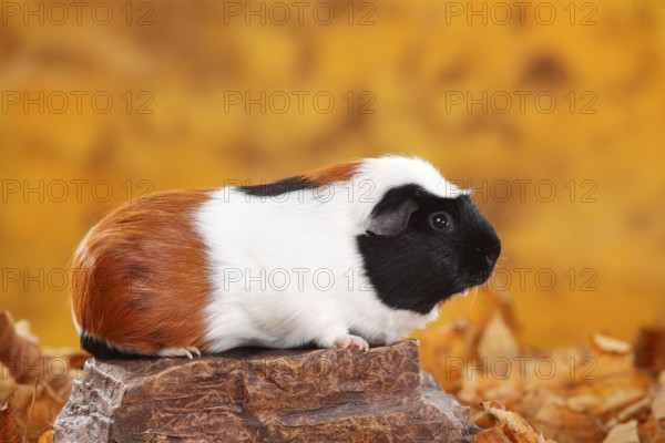 English Crested Guinea Pig Pig, tortie-white