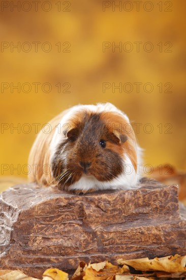 Sheltie guinea pig, gold agouti-red-white