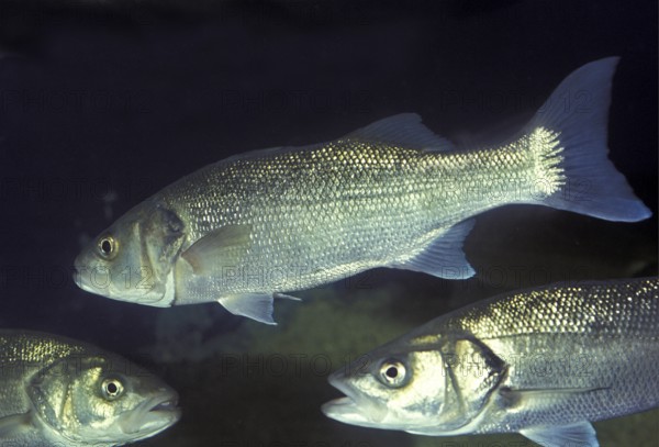 European sea bass (dicentrarchus labrax), European sea bass, Other animals, Fish, Perches, Animals,