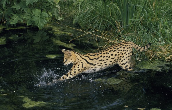 Serval (leptailurus serval), ADULT FISHING