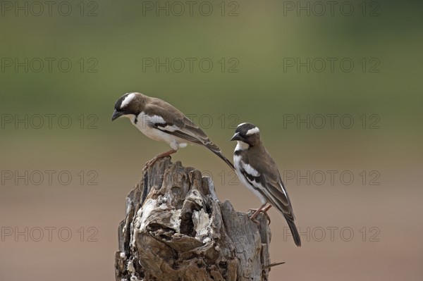 White-browed sparrow-weaver (plocepasser mahali), adult on branch, Masai Mara Park in Kenya
