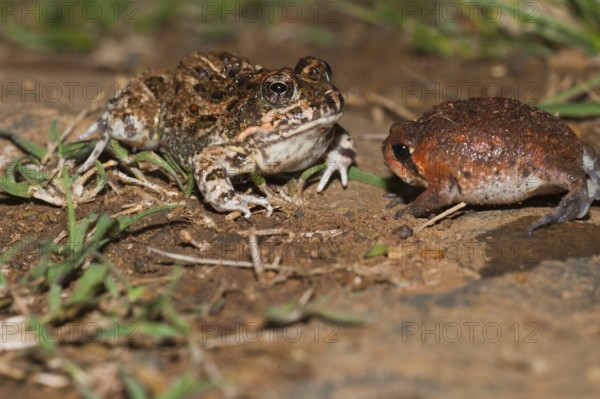 Tremolo Sand Frog, juvenile, and Bushveld Rain Frog, juvenile, blown up for defence, Hidden Valley,