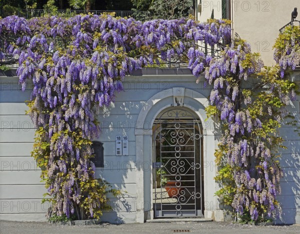 Flowering blue rain, Wisteria, on house facade, Tremezzo, Lago di Como, Lake Como, Lombardy, Italy,