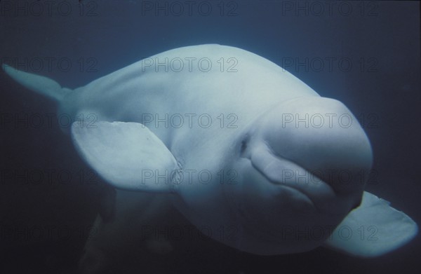 BELUGA WHALE (delphinapterus leucas) OR WHITE WHALE