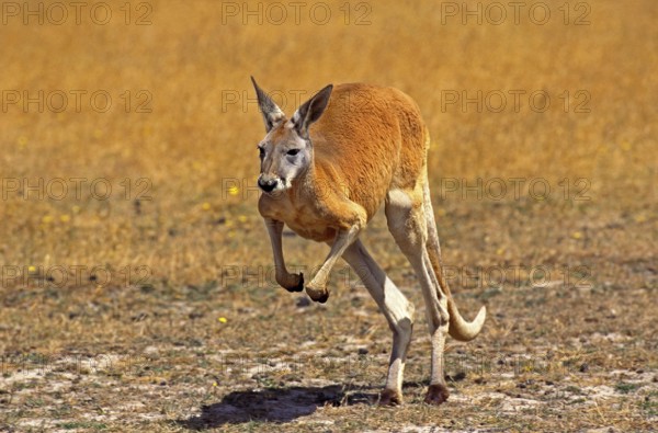 RED KANGAROO (macropus rufus), ADULT STANDING ON HIND LEGS, AUSTRALIA