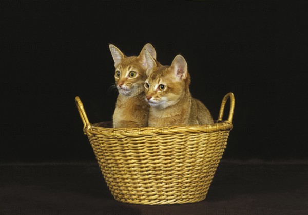 Red Abyssinian Domestic Cat, Kittens in Basket against Black Background