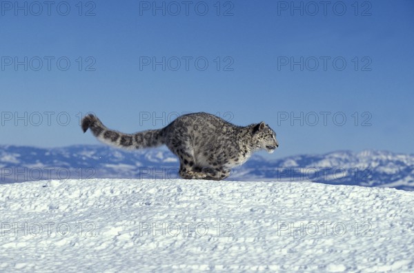 Snow Leopard or Ounce, uncia uncia, Adult running on Snow