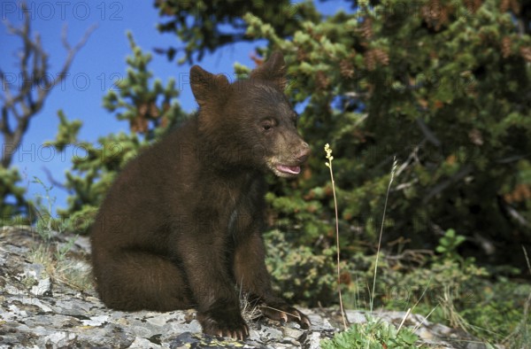 AMERICAN BLACK BEAR (ursus americanus), CUB STANDING ON ROCK, CANADA