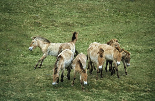 Przewalski Horse, Herd