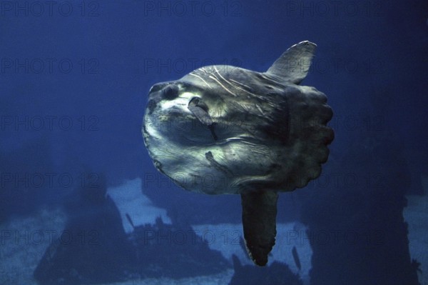 Sunfish (mola mola), Adult