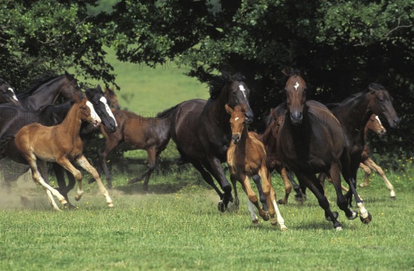 English Thoroughbred, Herd Galloping, Normandy